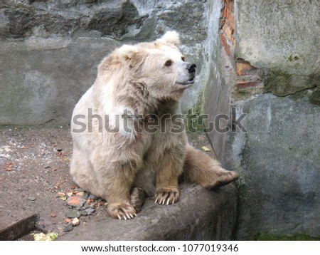 Polar bear. Polar bear in prison. The pitiful look of a polar bear.