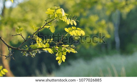Natural spring  background, texture - Young leaves on the tree