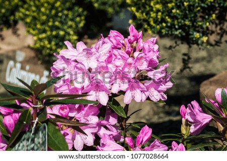 

Magnificent colorated pink-purple flowers