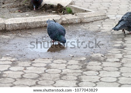 Pigeons drink water from a puddle in the park.