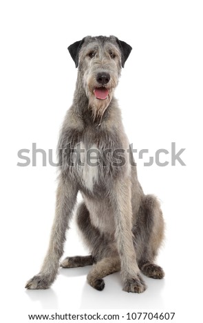 Happy Irish Wolfhound sits on a white background Royalty-Free Stock Photo #107704607