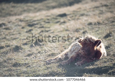 Highland cattle in the valley dolomites alp
