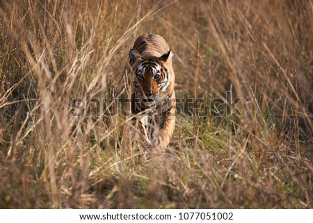 The tiger. India. Ranthambore National Park.Wildlife scene with danger animal. Hot summer in Rajasthan, India.