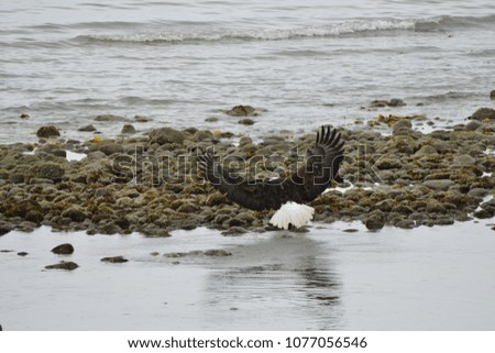 bald eagle in Alaska, USA