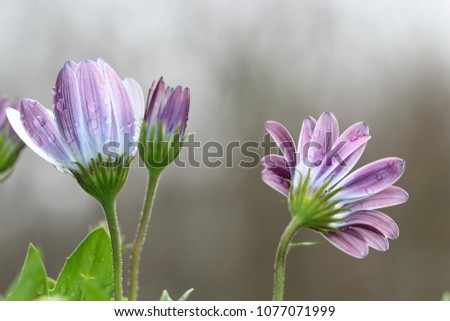Purple Daisy flower in rain with water drops