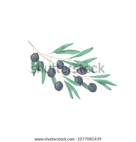 Olive digital clip art watercolor drawing flowers illustration similar on white background
