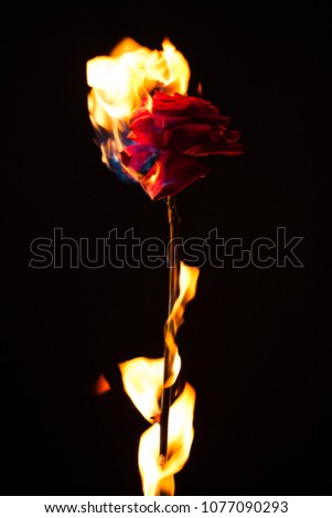 Beautiful photo of a dark red rose on a black background on fire