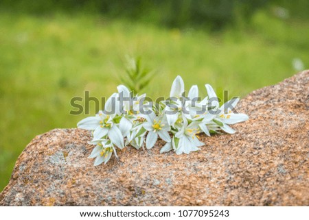 white and yellow flowers on a rock