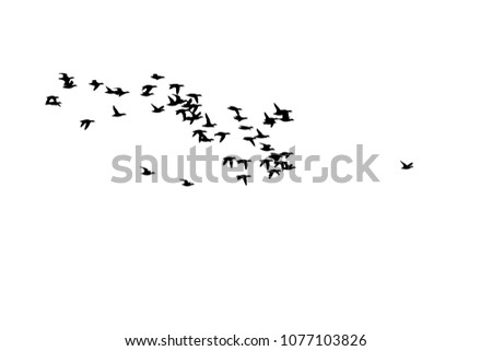 Flying birds. Vector birds. White background.