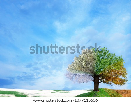Four season tree.Winter, autumn, spring, summer Royalty-Free Stock Photo #1077115556