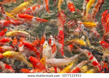 Koi fish (Carp) of different colours in an enclosed pond swimming competitively and waiting for feed