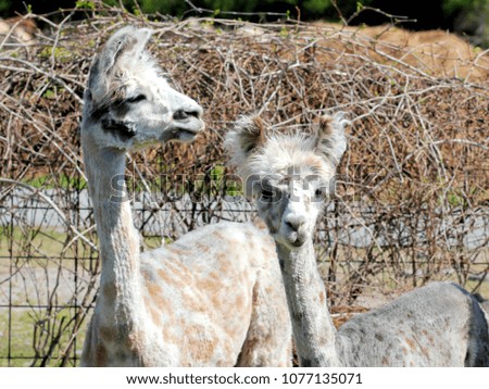 Young Llamas on Farm - Photograph of young and freshly sheared llamas in a farm enclosure.  Selective focus on the llama's head area. 