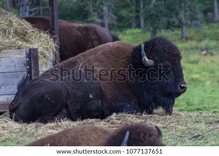 Buffalos in Parc Omega (Canada)