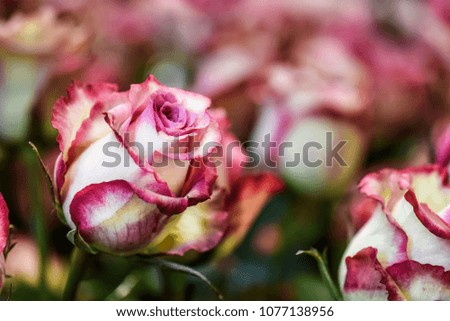 Red or pink roses with beautiful bokeh. Love flowers background.