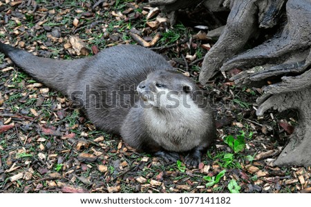 British-European Otter  beside  a tree trunk resting beside a river bank  in Cornwall UK