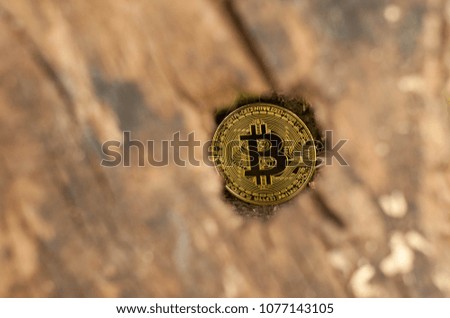 Golden bitcoin on tree branch. Concept money growing on tree