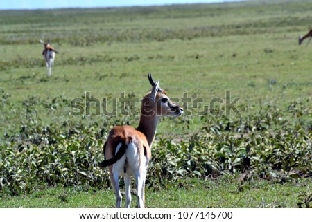 Wildlife in Serengeti is everywhere. This gazelle is alert facing the possible dangers in savannah.