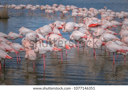Group of flamingos in camargue, france