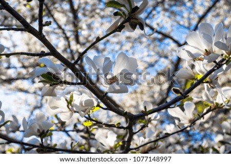 branches blossom magnolias against a clear blue sky