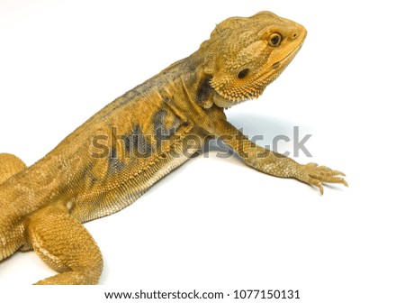A green and yellow big lizard with prongs on a white isolated background.