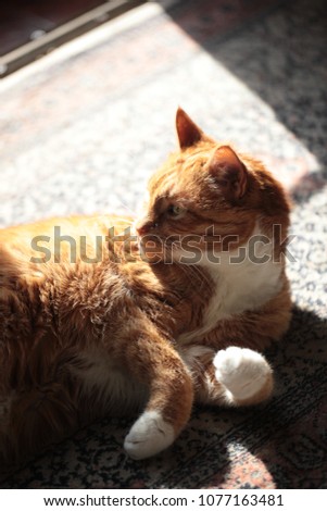 vertical photography of playful red and white stripped european cat - portrait inside a home, on a rug, with bright sunlight 