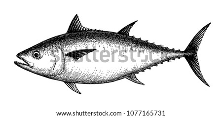 Ink sketch of tuna. Hand drawn vector illustration of fish isolated on white background. Retro style.