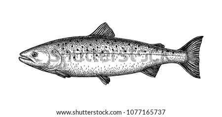 Ink sketch of salmon. Hand drawn vector illustration of fish isolated on white background. Retro style.