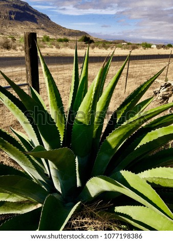 Large Agave by Wooden Post and Barbed Wire Ranch Fence Big Cloudy Skies Mountains in West Texas Desert