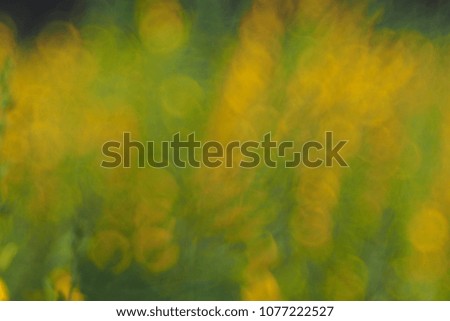 Blurred & bokeh effects on yellow flowers background on a green field with soft focus / Blurred of flowers with bokeh in natural background