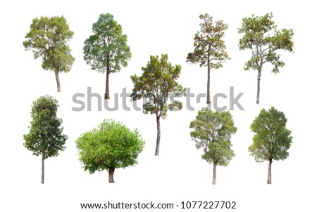 Collection of Isolated Trees on white background. A beautiful trees from Thailand. Suitable for use in architectural design or Decoration work. Used with natural articles both on print and website