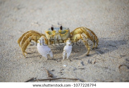 ghost crab on the beach Royalty-Free Stock Photo #1077228794