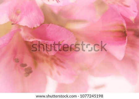 beautiful pink lily flower on soft pastel color in blur style 