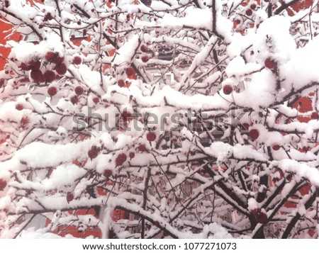 Branches with small red apples covered with snow. Winter scene.
