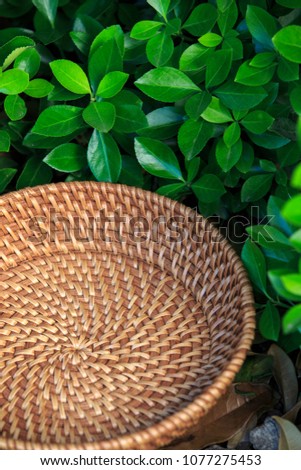 basket which made from bamboo is on green grass, outdoors. Empty wicker basket in a forest. beautiful basket surrounded by green leaves.
