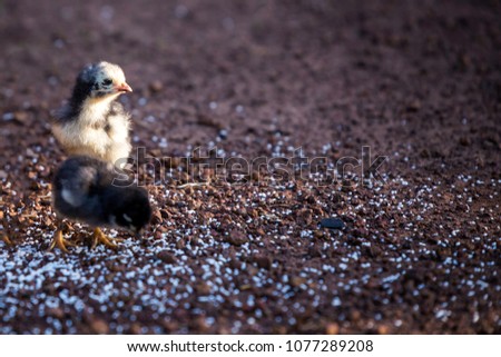 Two chicks are out for food.The food that I like to eat chicken is a white rice that is given.The new born chicks do not know how to feed themselves naturally by food from people.