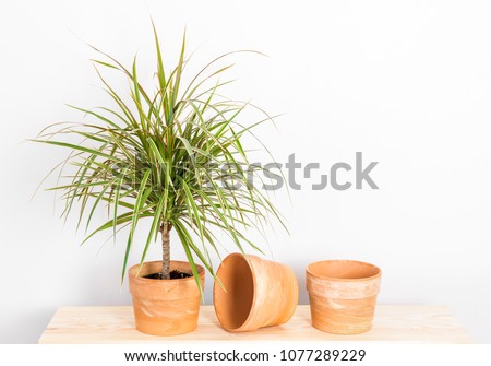 Dracaena marginata tricolor, or Madagascar dragon tree. Plant and clay pots on a wooden shelf. Royalty-Free Stock Photo #1077289229
