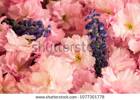 Red cherry blossom with two grape hyacinth