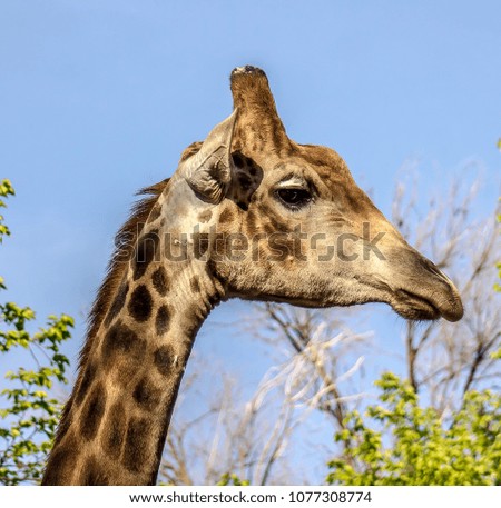 The head of a giraffe against the background of the sky in nature