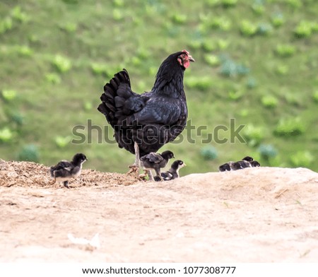 Black chicken with chicks in nature