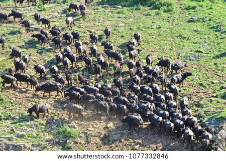 a unique picture of buffaloes