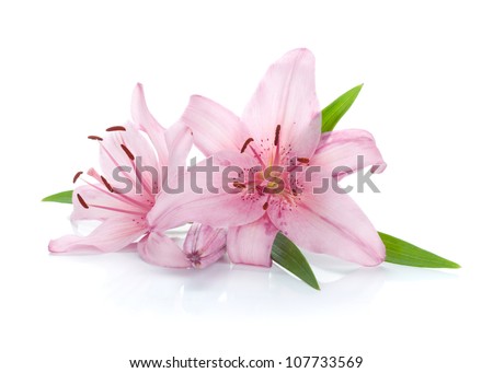 Two pink lily flowers. Isolated on white background Royalty-Free Stock Photo #107733569