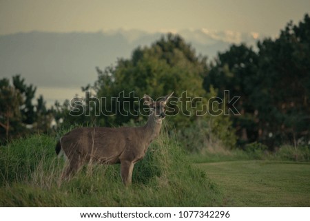dear in thick long grass near bushes and ocean. Curious looking around. Mountain background, soft light