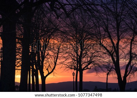 Scenic sunset: trees silhouettes and beautiful colorful sky. Siena, Italy