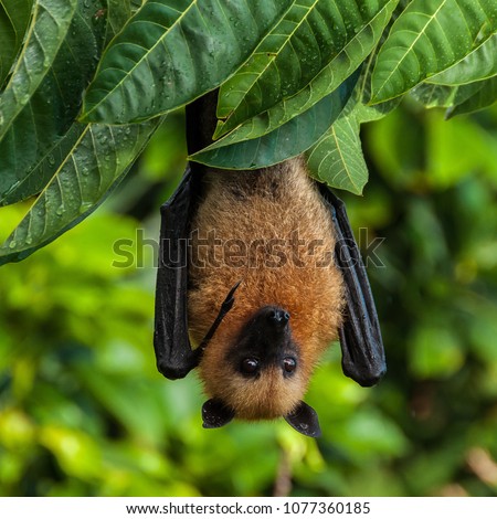 A Seychelles fruit bat or flying fox Pteropus seychellensis hanging from a branch Royalty-Free Stock Photo #1077360185