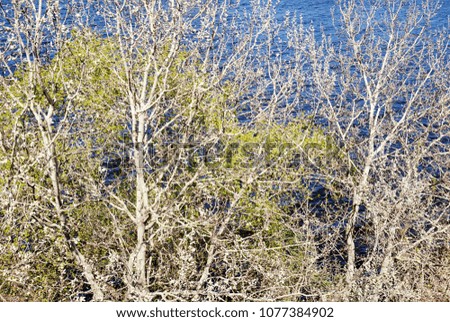 Branches of trees on the shore against the blue water. In the background, a river is visible.
