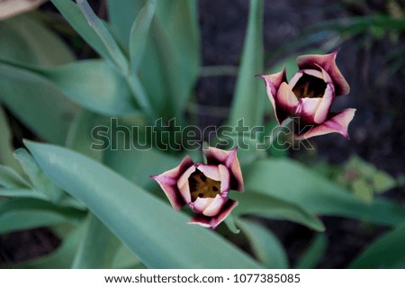 Yellow-burgundy tulips in the grass
