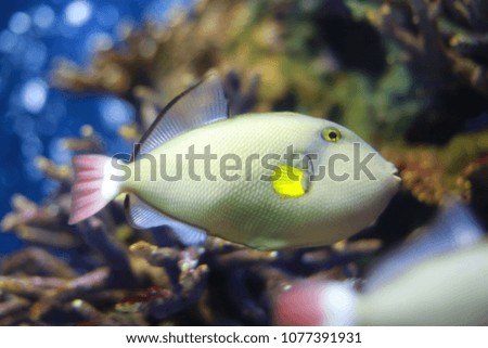 Yellow fish in aquarium