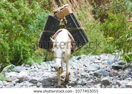 White pony carrying luggage in Himalayas mountains, on the way trekking to Stok Kangri base camp in Ladakh, Jammu and Kashmir, India. Adventure wildlife outdoor concept.
