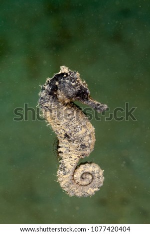 Seahorse Hippocampus taeniopterus