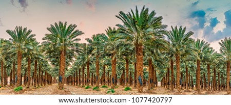 Plantation of date palms. Tropical agriculture industry in the Middle East. Panorama of several frames during sunrise Royalty-Free Stock Photo #1077420797